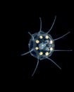 A Solmissus jellyfish at night. Royalty Free Stock Photo