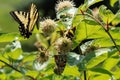 Beautiful tiger swallowtail butterfly, on a prickly bush