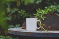 A Solo Blank White Coffee Mug On The Rusty Overgrown Table Edge
