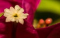 Solo Bougainvillea Flower Surrounded Dark Pink Leaves Royalty Free Stock Photo