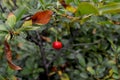 One red ripe cherry on a branch