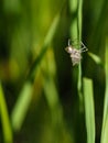 Solo Dragonfly Baby Nymph on the stem of the paddy.