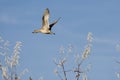 Lone Gadwall Flying Low Over the Autumn Trees Royalty Free Stock Photo