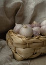 Solo garlic in basket Royalty Free Stock Photo