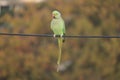 Solo Indian Green Parrot Royalty Free Stock Photo