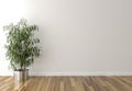 Solo interior plant and blank wall in background Royalty Free Stock Photo