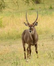 Solo male Waterbuck in closeup