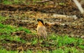 Solo picture of a colourful little bird