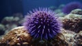 Solo purple Sea Urchin on reef. Generative AI