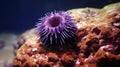 Solo purple Sea Urchin on reef. Generative AI