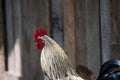 A solo strong chicken in a wooden background Royalty Free Stock Photo