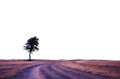 solo tree in a dry rural landscape with a dirt path. transparent isolated PNG file.