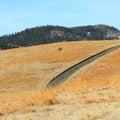 Solo tree Field hills road fall autumn