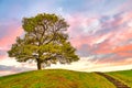 Solo tree at the hill top on sunset