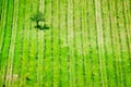 Vineyard in Radda in Chianti, Tuscany, Italy Royalty Free Stock Photo