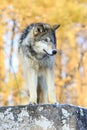 Solo wolf Royalty Free Stock Photo