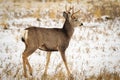 Young mule deer buck walking. Royalty Free Stock Photo