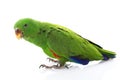 Solomon Island Eclectus Parrot