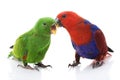 Solomon Island Eclectus Parrots Royalty Free Stock Photo