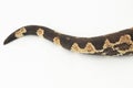 Solomon island ground boa snake or Candoia carinata paulsoni isolated on white on white background Royalty Free Stock Photo