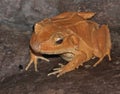Solomon Island Leaf Frog