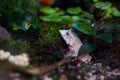 Solomon Island Leaf Frog ceratobatrachus guentheri