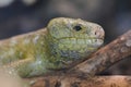 Solomon island prehensile-tailed skink Royalty Free Stock Photo