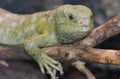 Solomon island prehensile-tailed skink 8 Royalty Free Stock Photo