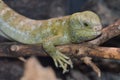 Solomon island prehensile-tailed skink 9 Royalty Free Stock Photo