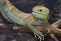 Solomon island prehensile-tailed skink 11 Royalty Free Stock Photo