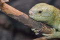 Solomon island prehensile-tailed skink 13 Royalty Free Stock Photo