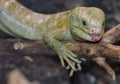 Solomon island prehensile-tailed skink 12 Royalty Free Stock Photo