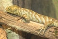 Solomon Island skink Royalty Free Stock Photo