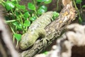 Solomon Island skink