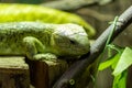 Solomon Islands skink corucia zebrata Royalty Free Stock Photo