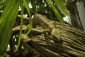 The Solomon Islands skink Corucia zebrata. Royalty Free Stock Photo