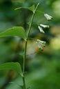 Solomon's seal or David's harp (Polygonatum multiflorum)