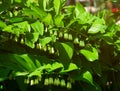 Solomon`s seal Polygonatum multiflorum flowering in nature