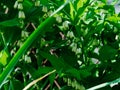 Solomon\'s seal (Polygonatum multiflorum) plants flowering in the garden