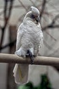 Solomons cockatoo 1 Royalty Free Stock Photo