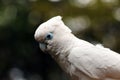 Solomons cockatoo Cacatua ducorpsii, also known as the Ducorps`s cockatoo, Solomons corella or broad-crested corella, portrait Royalty Free Stock Photo