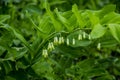 Solomons seal, Polygonatum multiflorum. Green stem with tubular, bell shaped