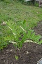 Solomons seal, Polygonatum multiflorum. Green stem with tubular, bell shaped