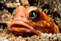 solor jawfish