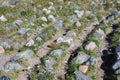 The Solovki, ancient stone labyrinths against the White Sea