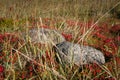 Solovki berries, Solovki Royalty Free Stock Photo