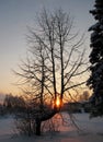 Sunset and trees covered with white snow in winter