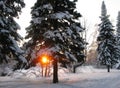 Sunset and trees covered with white snow in winter