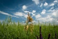 Solus awnless brome in oatmeal box Royalty Free Stock Photo