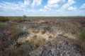 Solution holes in limestone exposed after prescribed fire in Everglades. Royalty Free Stock Photo